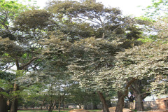 Pterospermum reticulatum